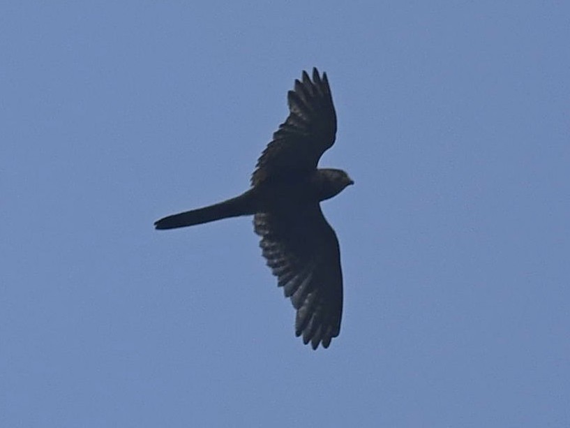 Eurasian Kestrel - ML459622281