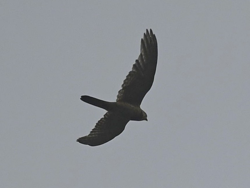 Eurasian Kestrel - ML459622291