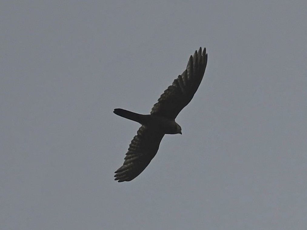 Eurasian Kestrel - ML459622301