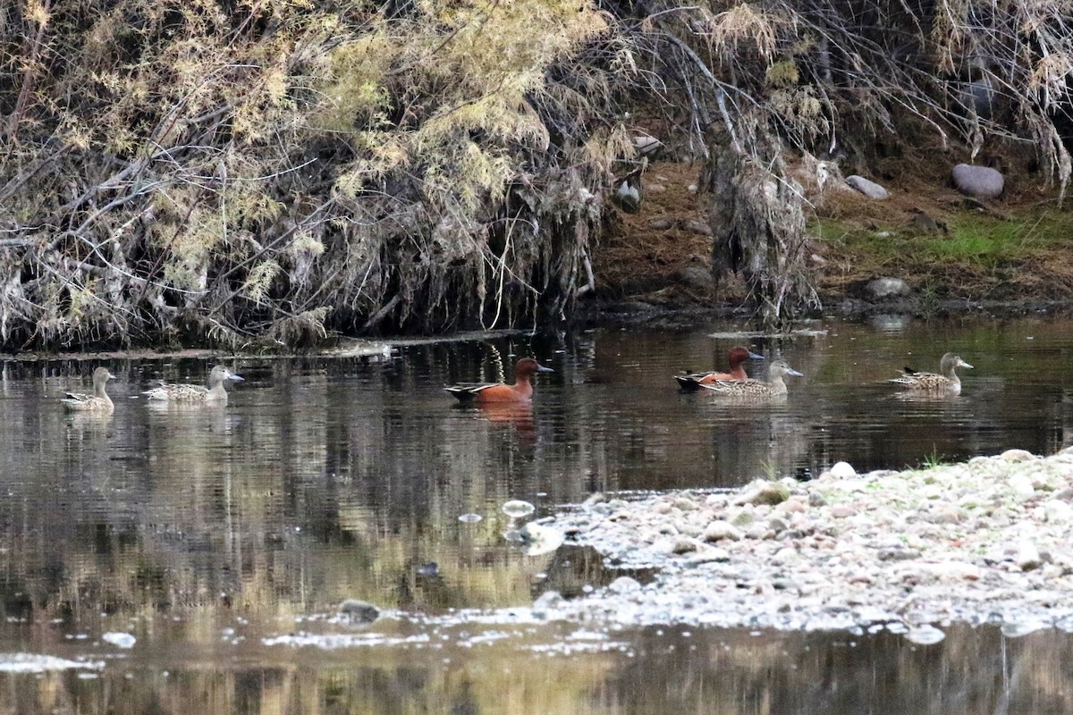 Cinnamon Teal - ML45962391