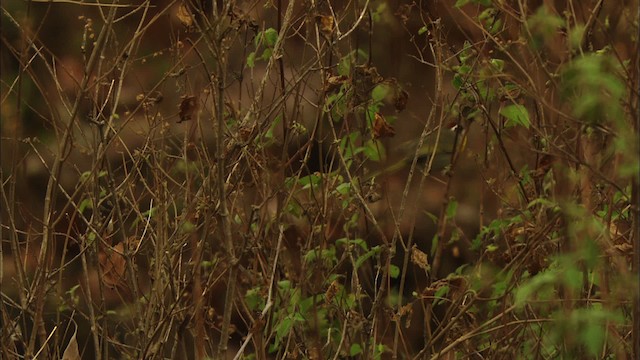 Rufous-capped Warbler (rufifrons Group) - ML459624