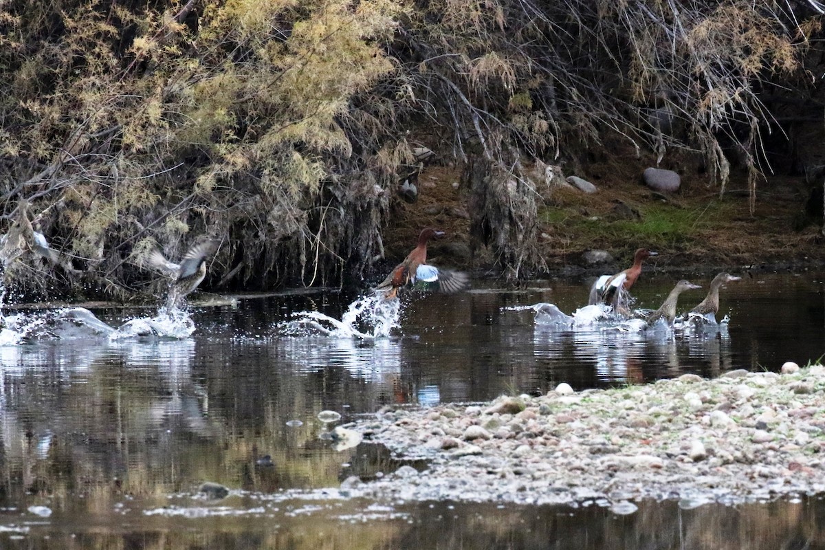 Cinnamon Teal - Lindsay Story