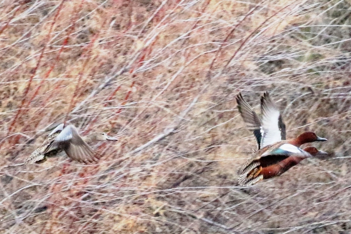 Cinnamon Teal - ML45962471