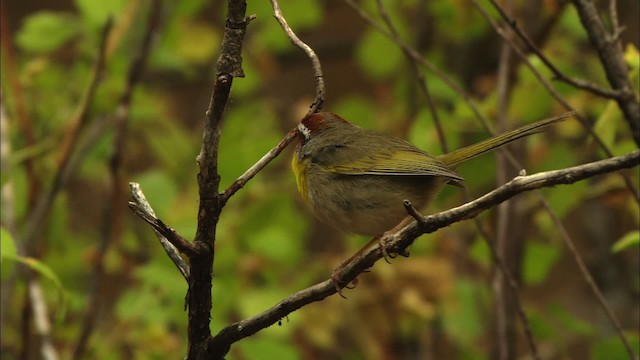 Reinita Coronirrufa (grupo rufifrons) - ML459625