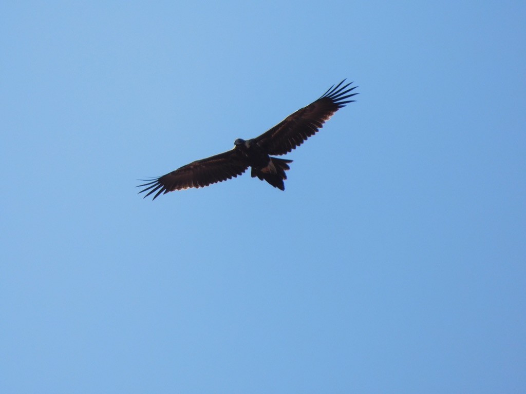 Wedge-tailed Eagle - ML459625471