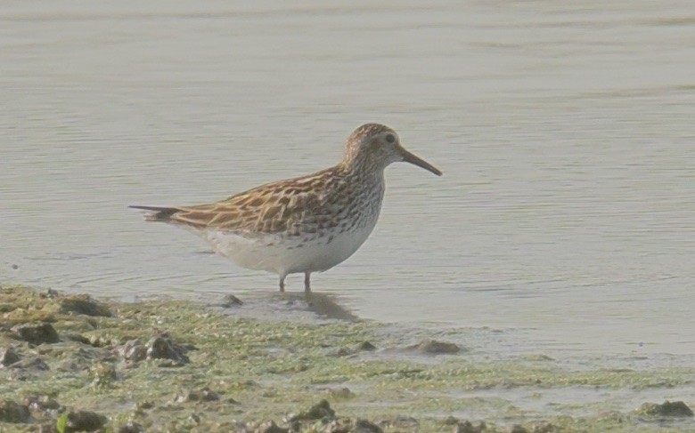 White-rumped Sandpiper - Harlan Stewart