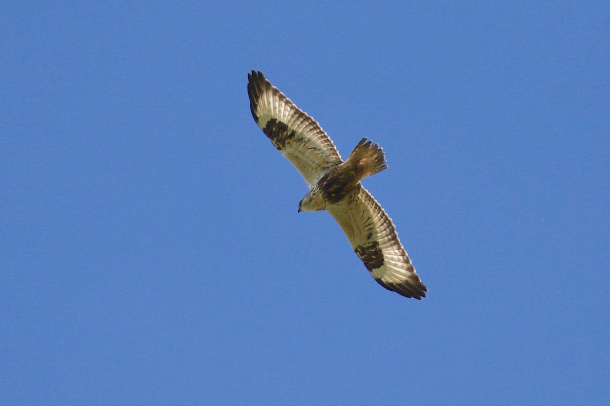 Rough-legged Hawk - Mark Stephenson