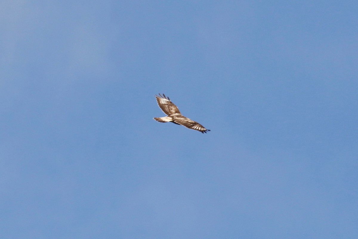 Rough-legged Hawk - Mark Stephenson