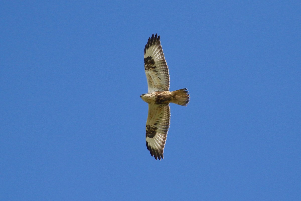 Rough-legged Hawk - Mark Stephenson