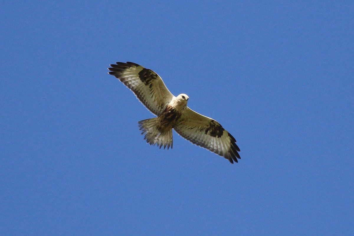 Rough-legged Hawk - Mark Stephenson