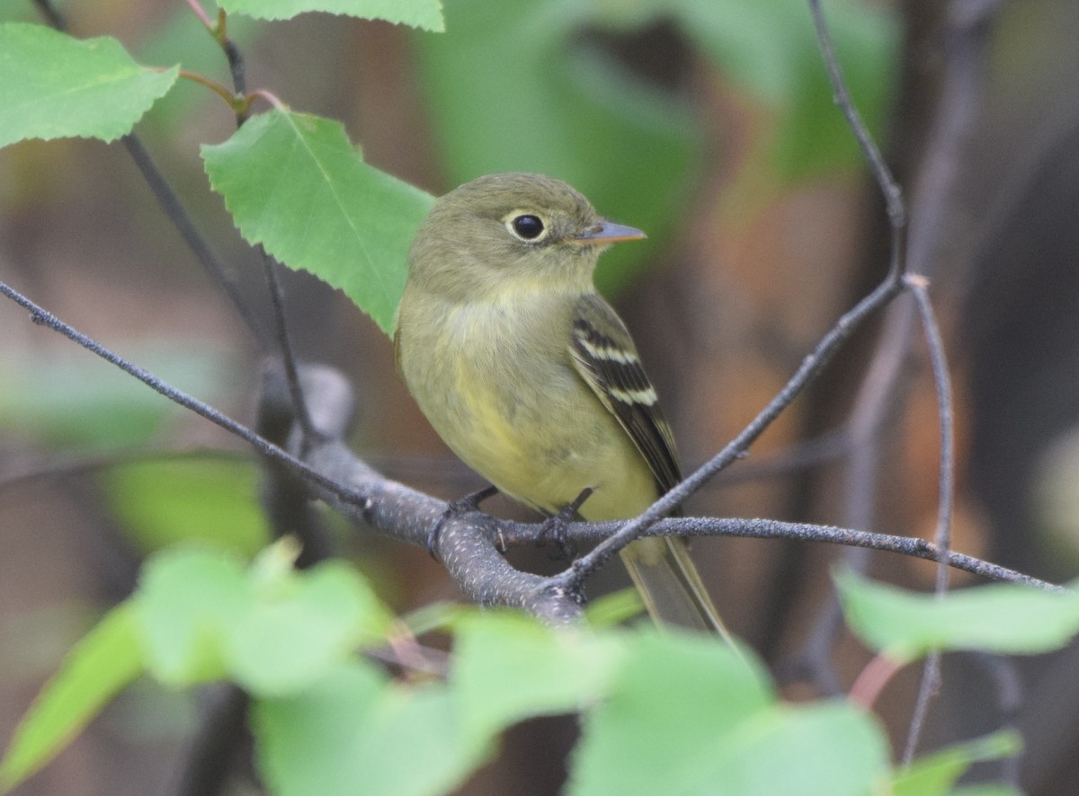 Yellow-bellied Flycatcher - ML459627221