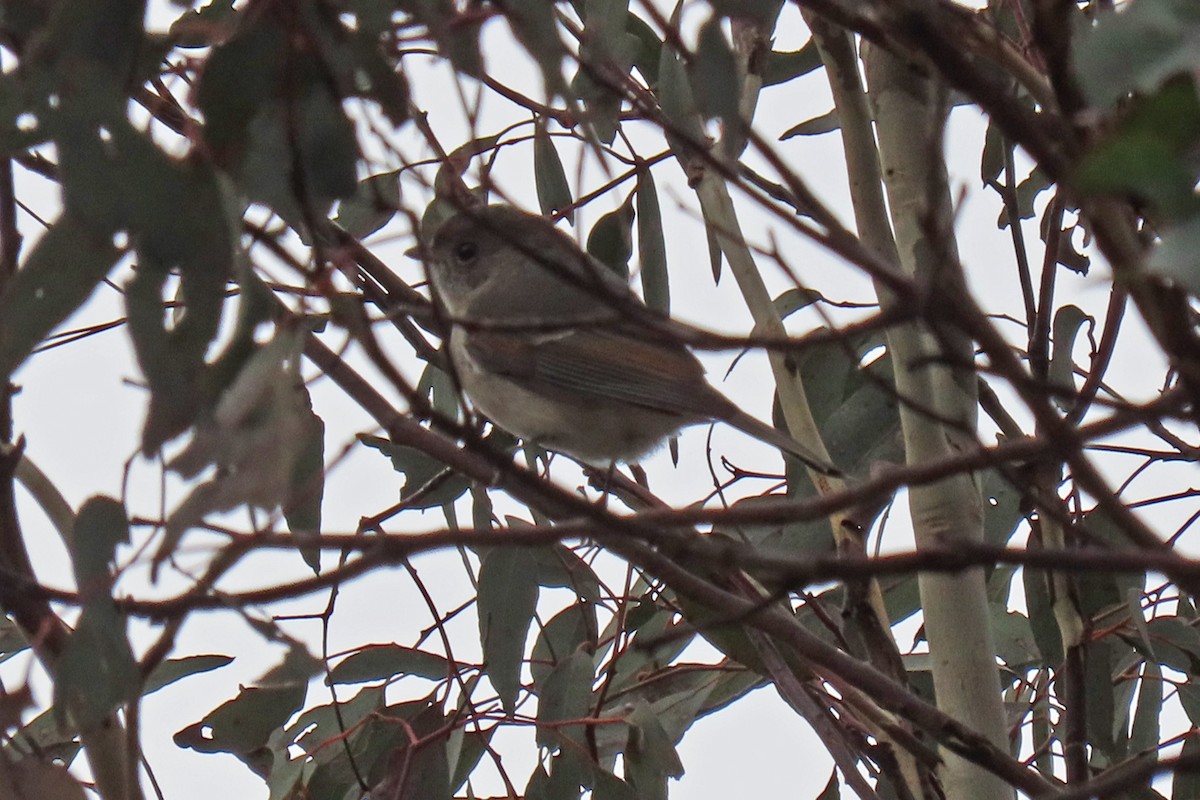 Golden Whistler (Eastern) - ML459627701