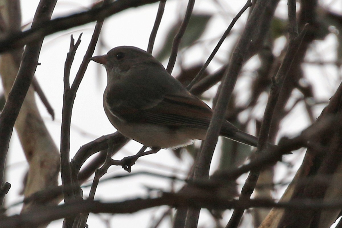 Golden Whistler (Eastern) - ML459627721