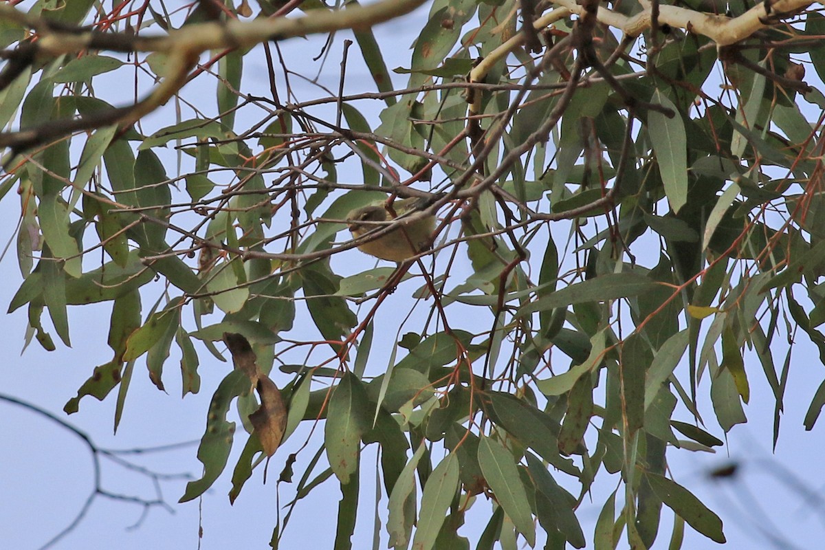 Weebill - ML459627751