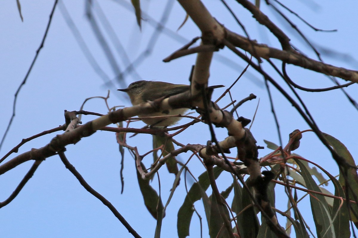 Yellow-rumped Thornbill - ML459627771