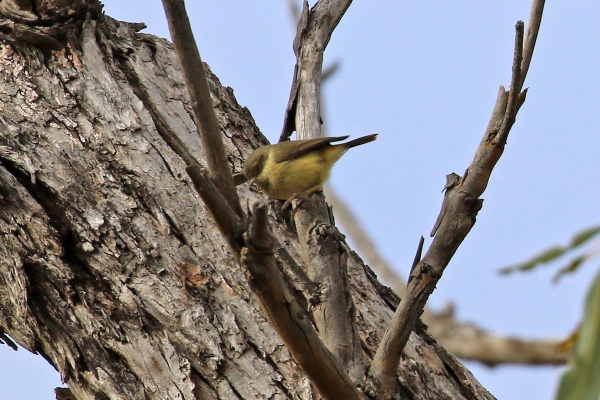 Buff-rumped Thornbill - ML459627781