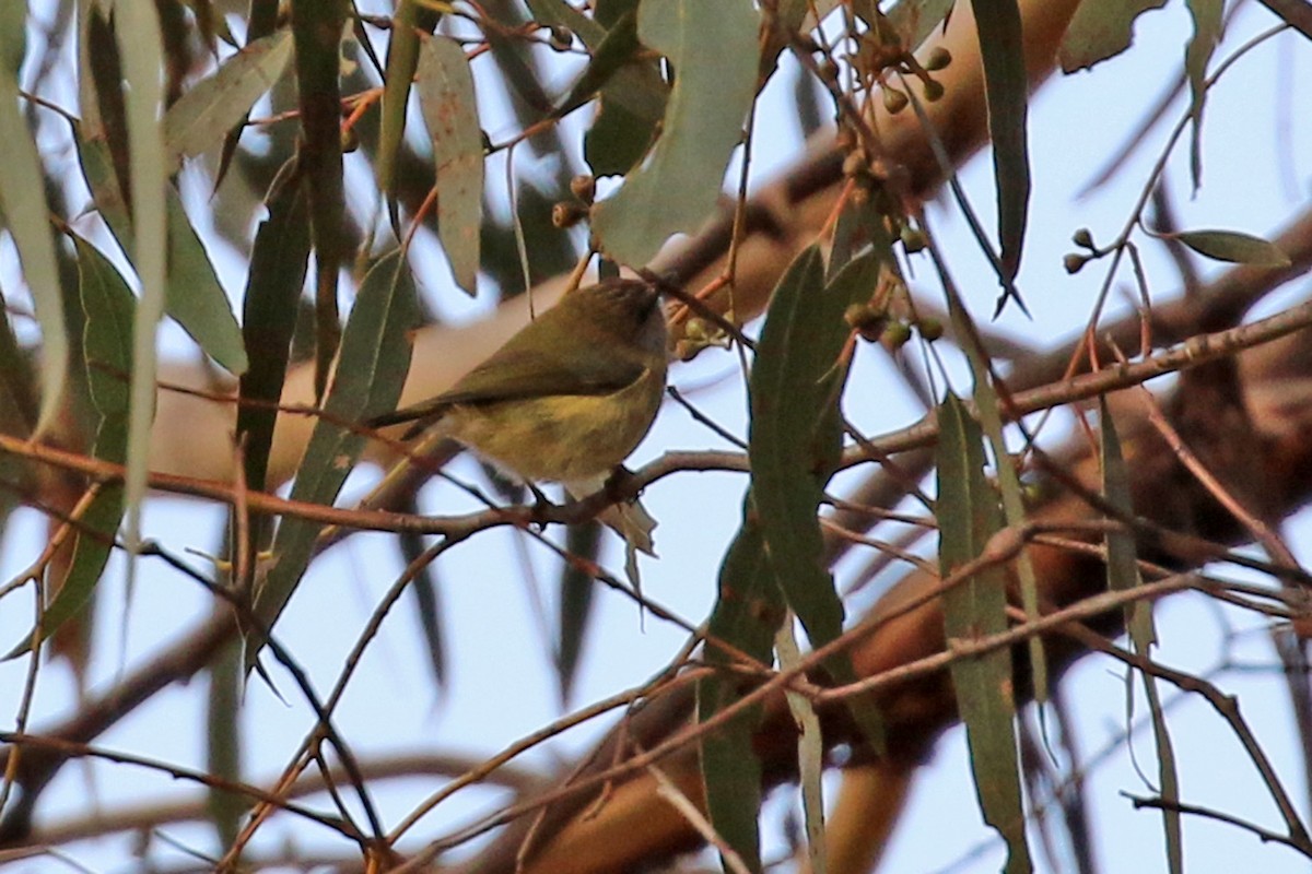 Buff-rumped Thornbill - ML459627791