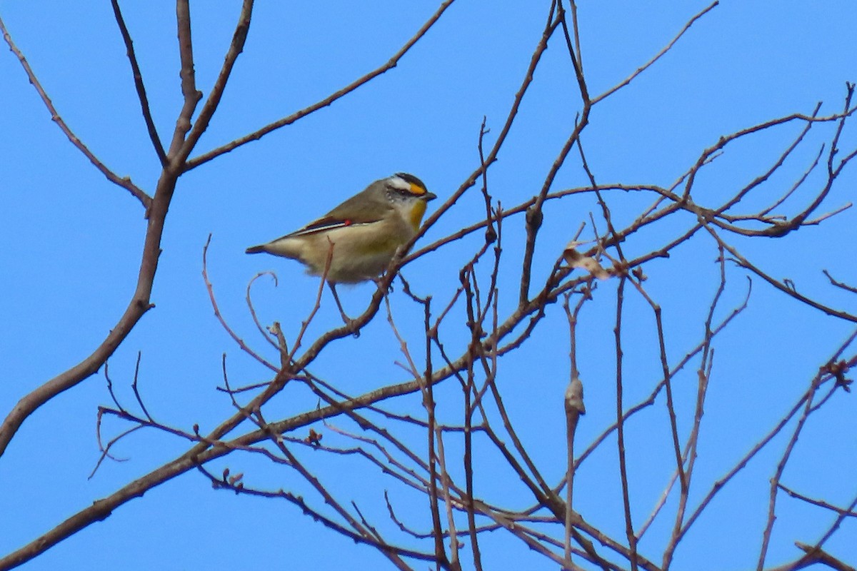 Striated Pardalote - ML459627801