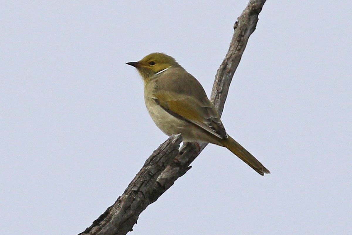 White-plumed Honeyeater - ML459627811