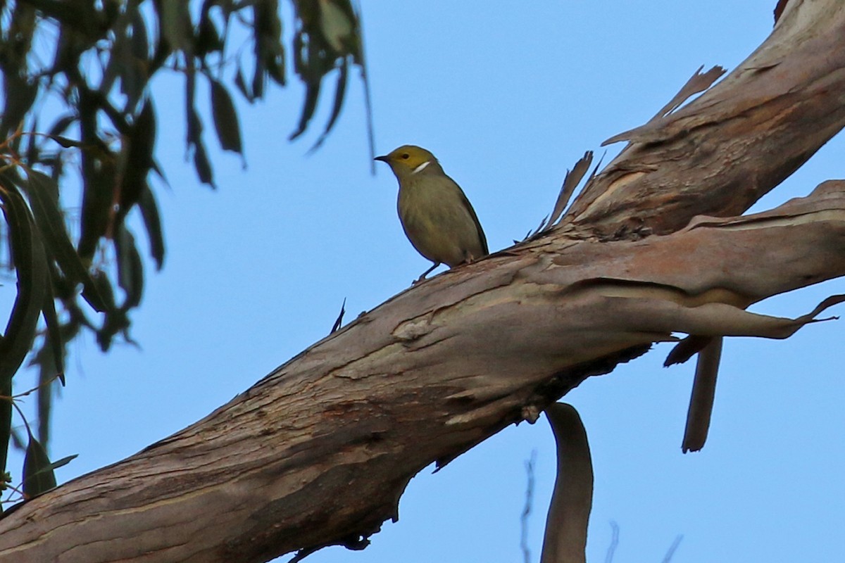 White-plumed Honeyeater - ML459627831