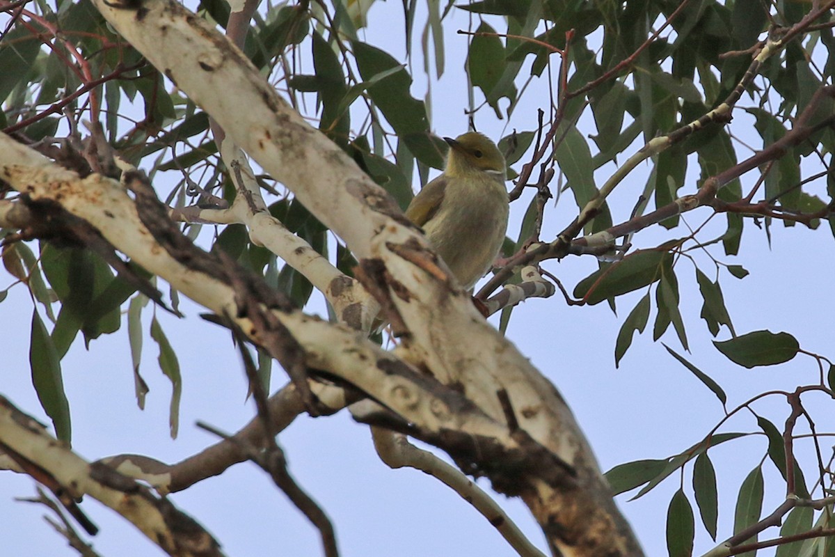 White-plumed Honeyeater - ML459627841