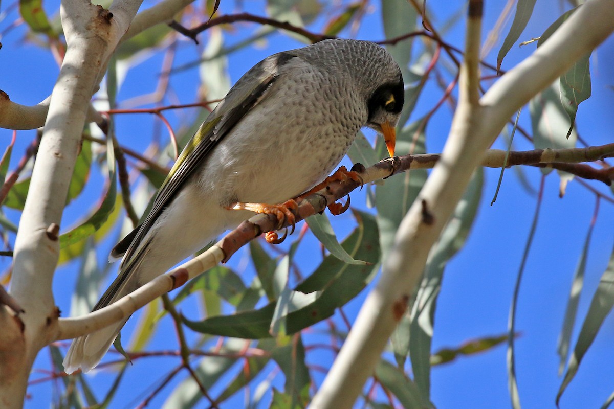 Noisy Miner - ML459627861