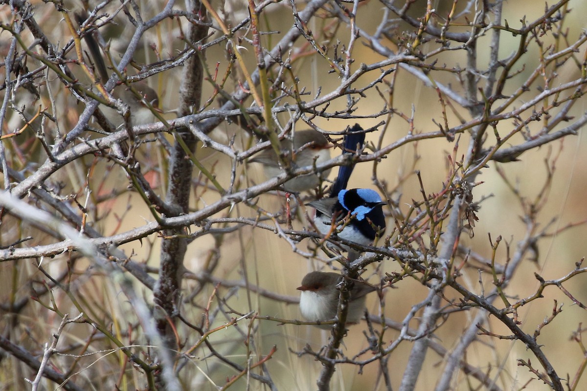 Superb Fairywren - ML459627871