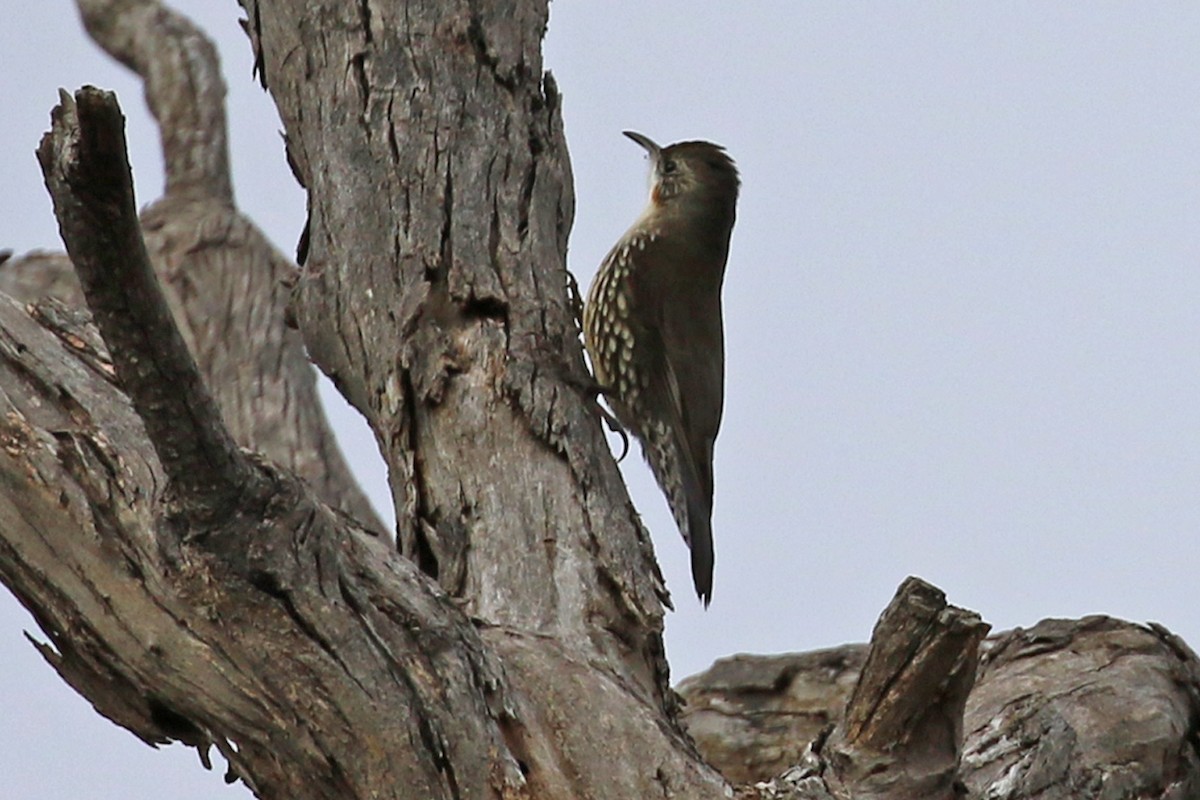 White-throated Treecreeper - ML459627881