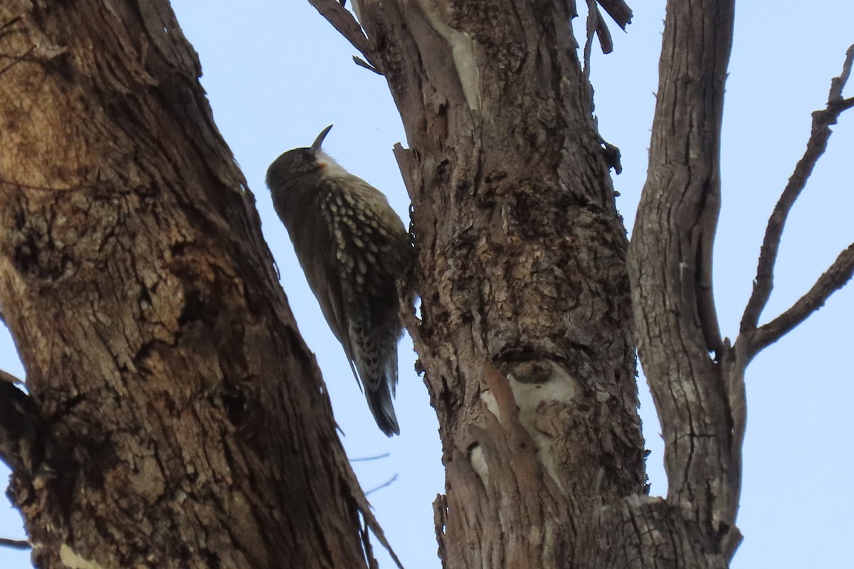 White-throated Treecreeper - ML459627891