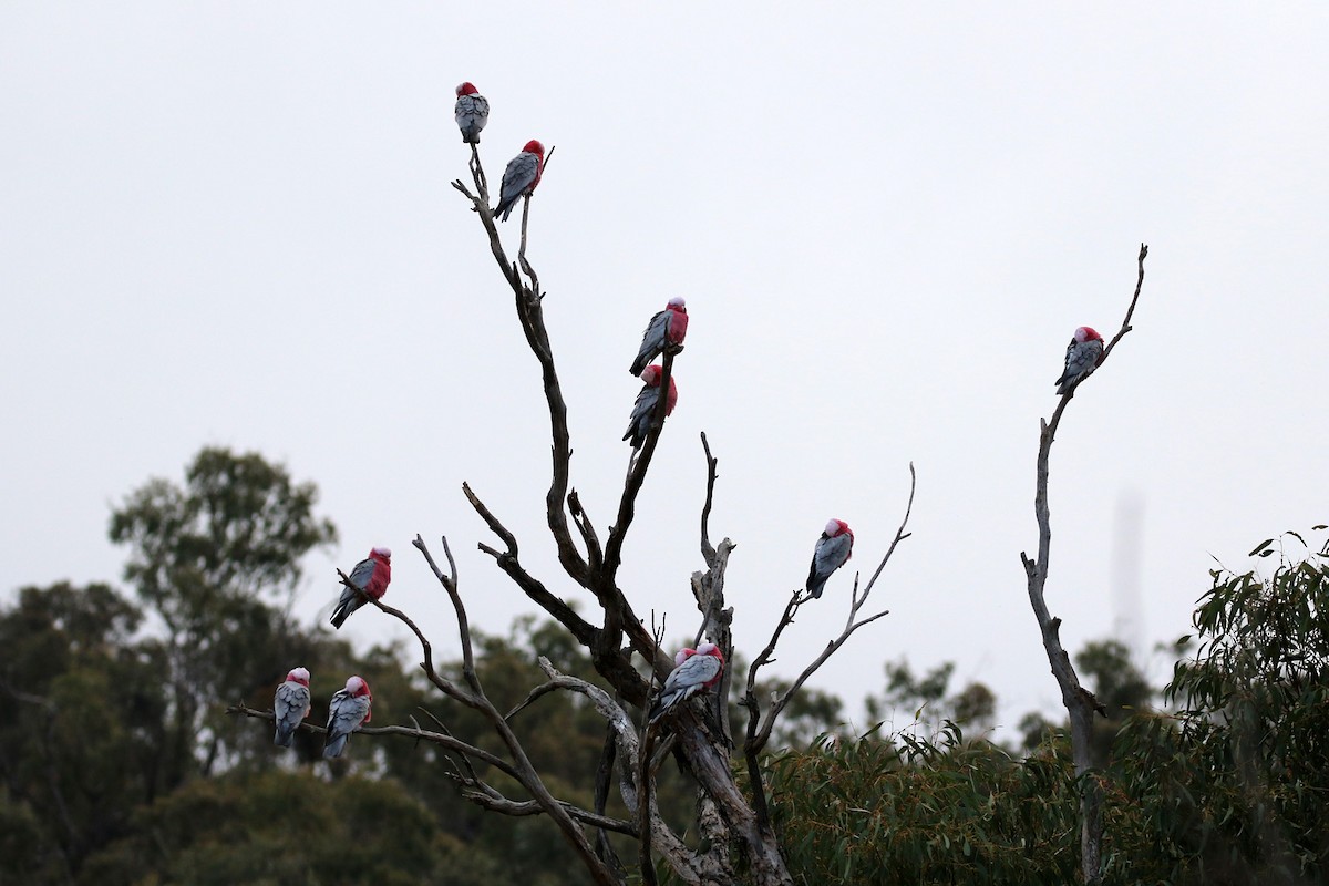 Galah - ML459627901