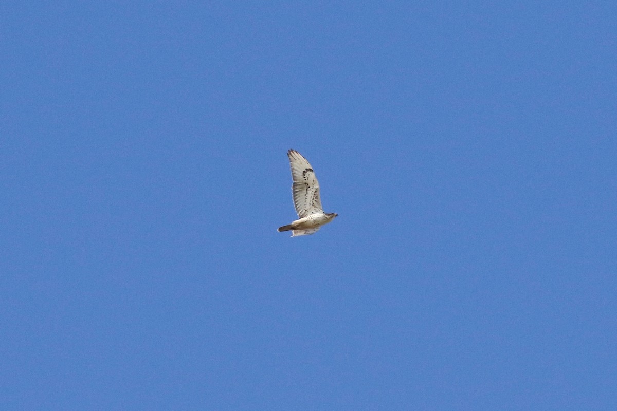 Ferruginous Hawk - Mark Stephenson