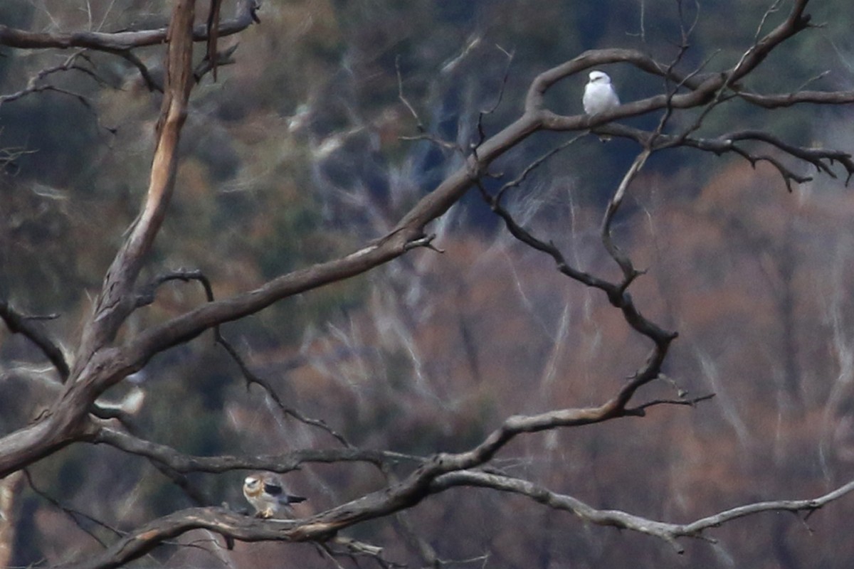 Black-shouldered Kite - ML459627921