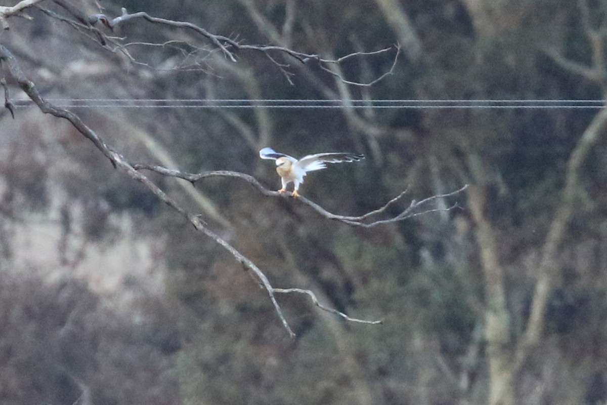 Black-shouldered Kite - ML459627931