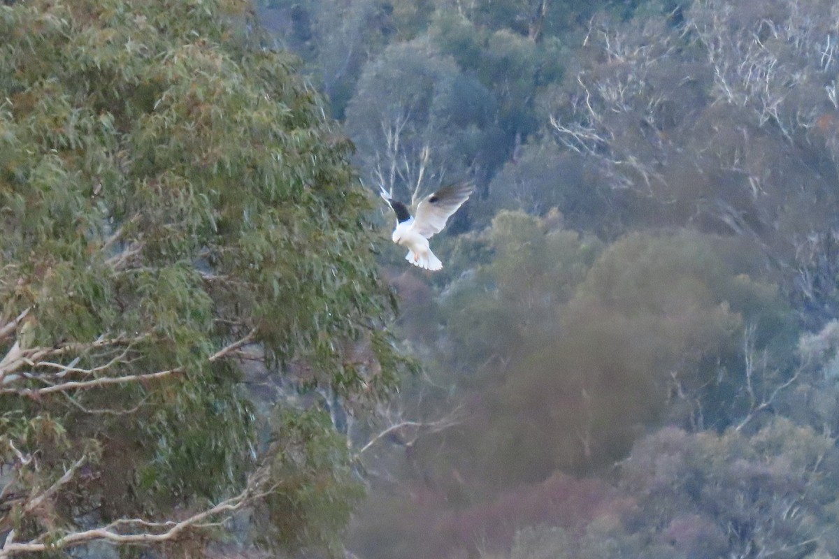Black-shouldered Kite - ML459627941