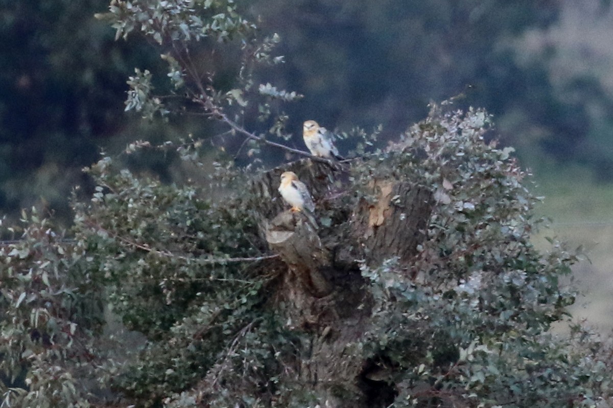 Black-shouldered Kite - ML459627951