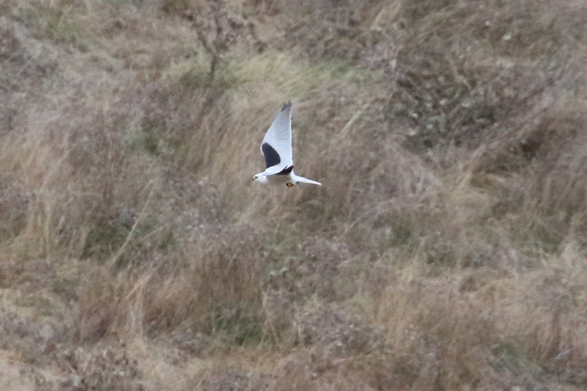 Black-shouldered Kite - ML459627961