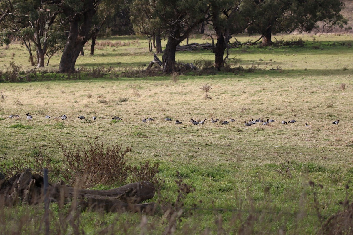 Maned Duck - ML459627991