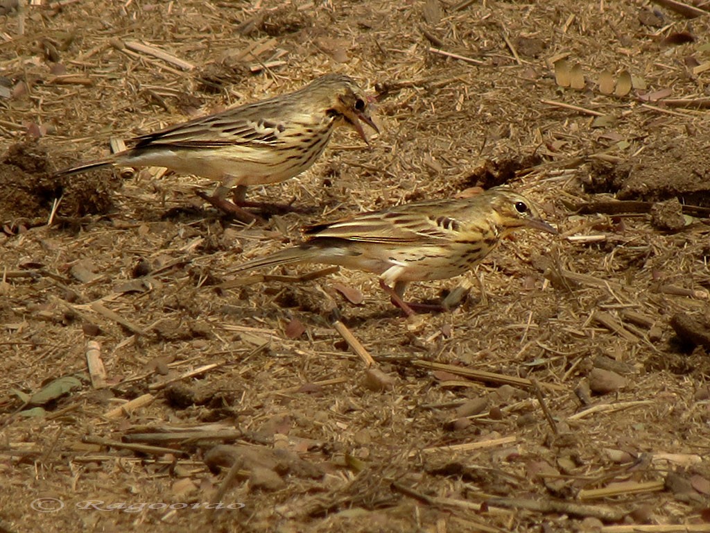 Tree Pipit - Ragoo  Rao