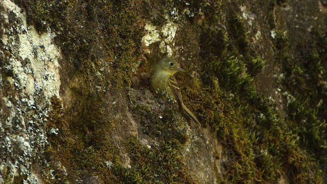 Western Flycatcher (Cordilleran) - ML459630