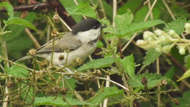 ירגזי הרים - ML459631161