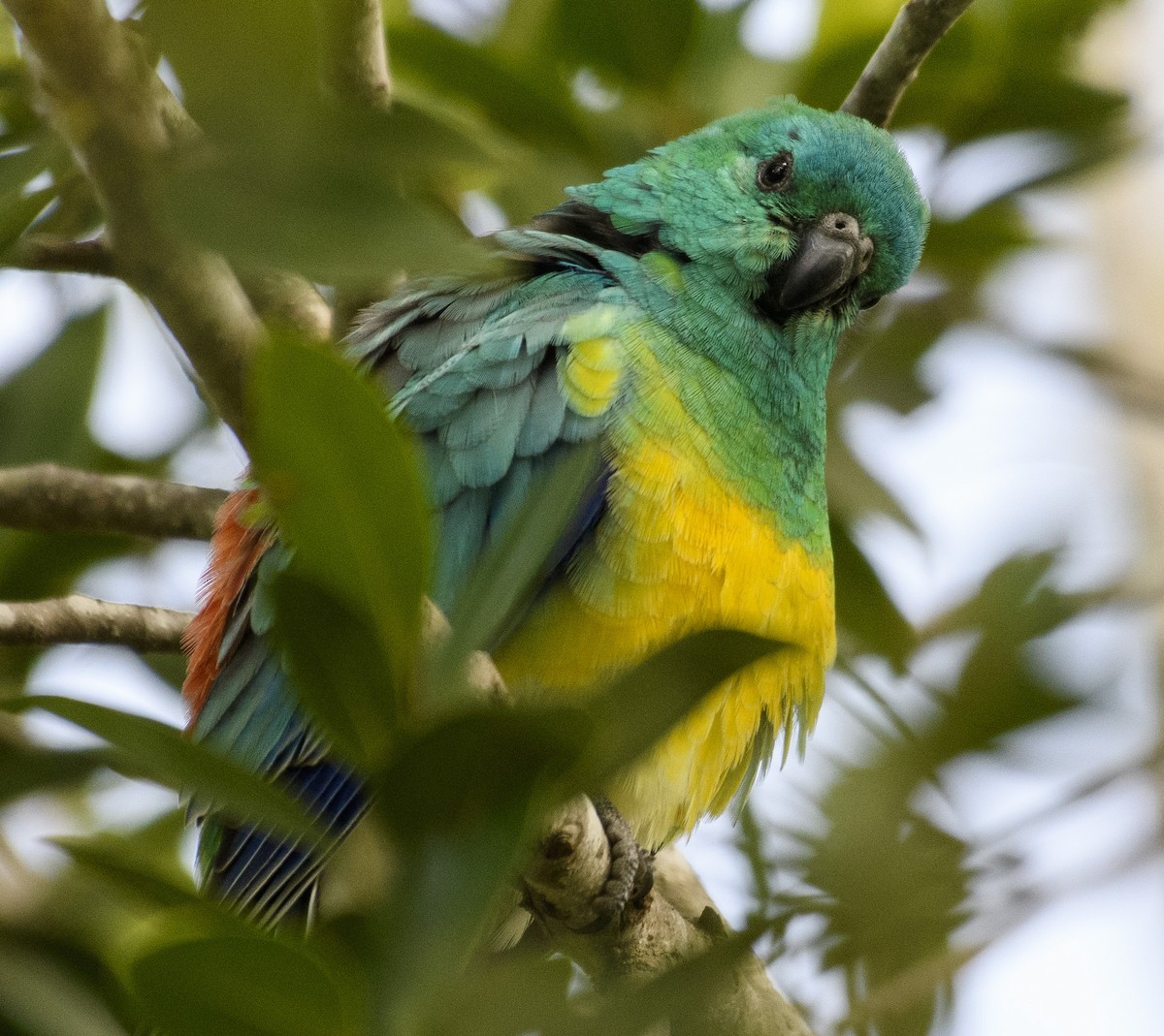 Red-rumped Parrot - ML459631441