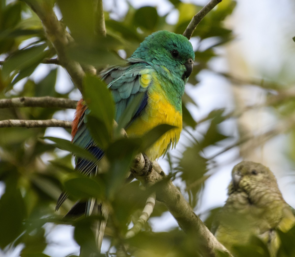 Red-rumped Parrot - ML459631451
