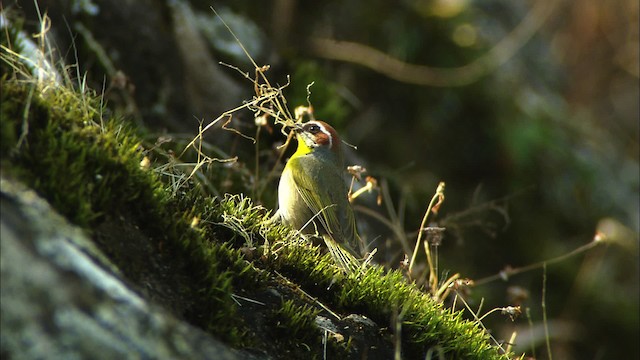 Rufous-capped Warbler (rufifrons Group) - ML459633