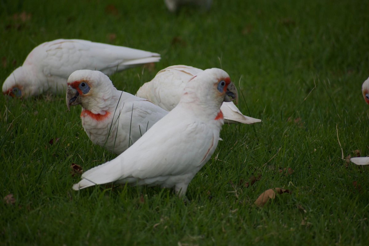 Long-billed Corella - ML459633091
