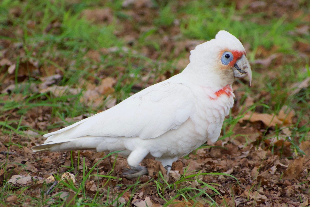 Long-billed Corella - ML459633101