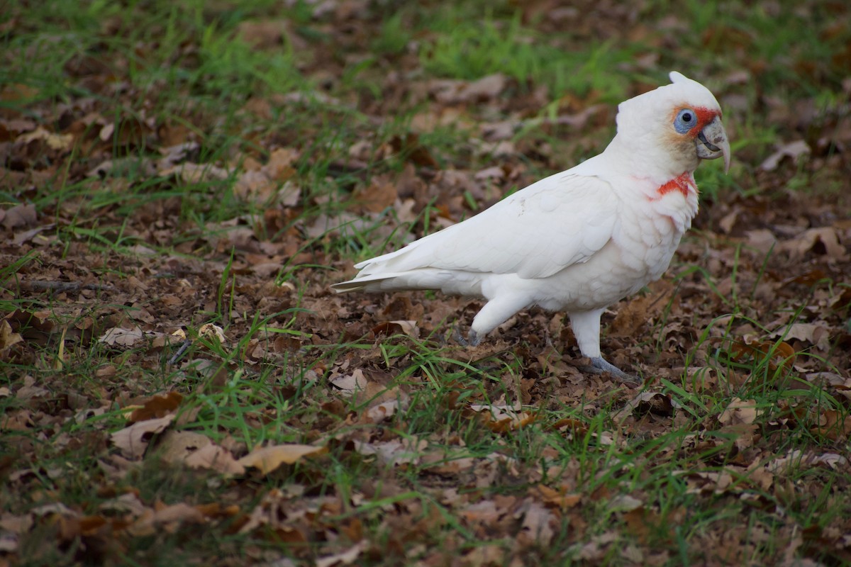 Long-billed Corella - ML459633111