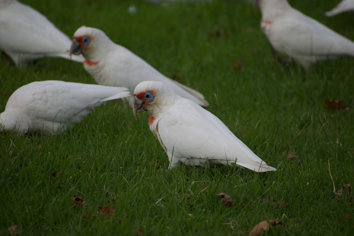 Long-billed Corella - ML459633121