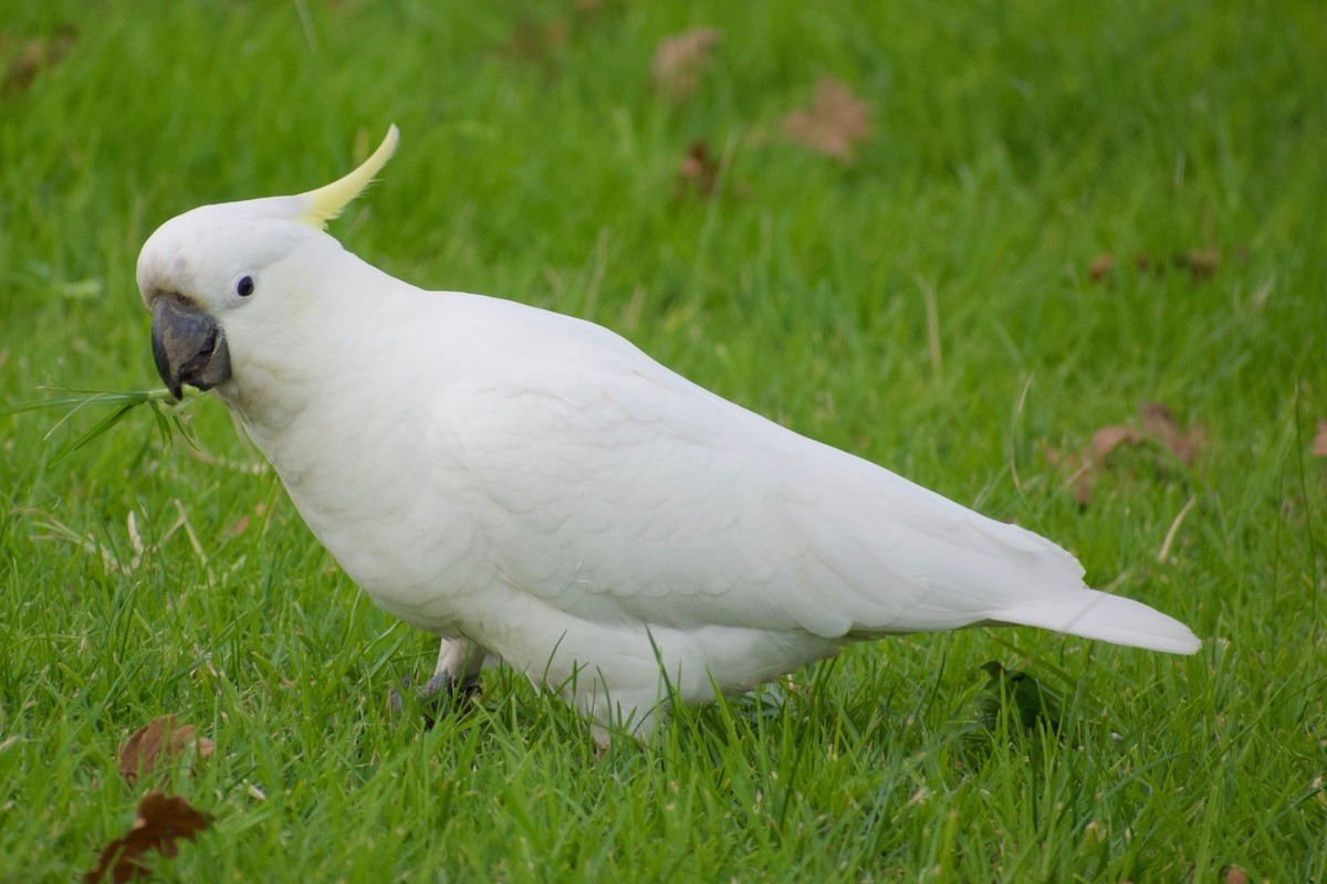 Sulphur-crested Cockatoo - ML459633131
