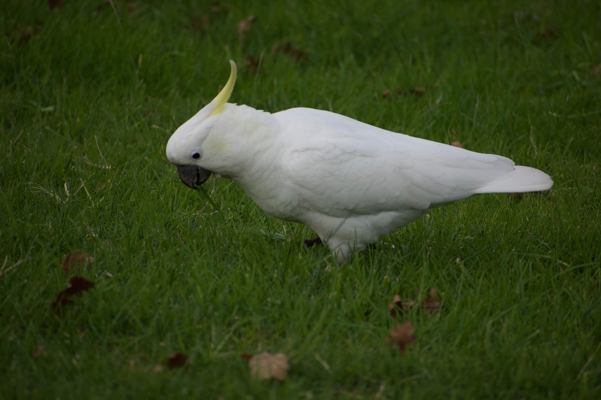 Sulphur-crested Cockatoo - ML459633141