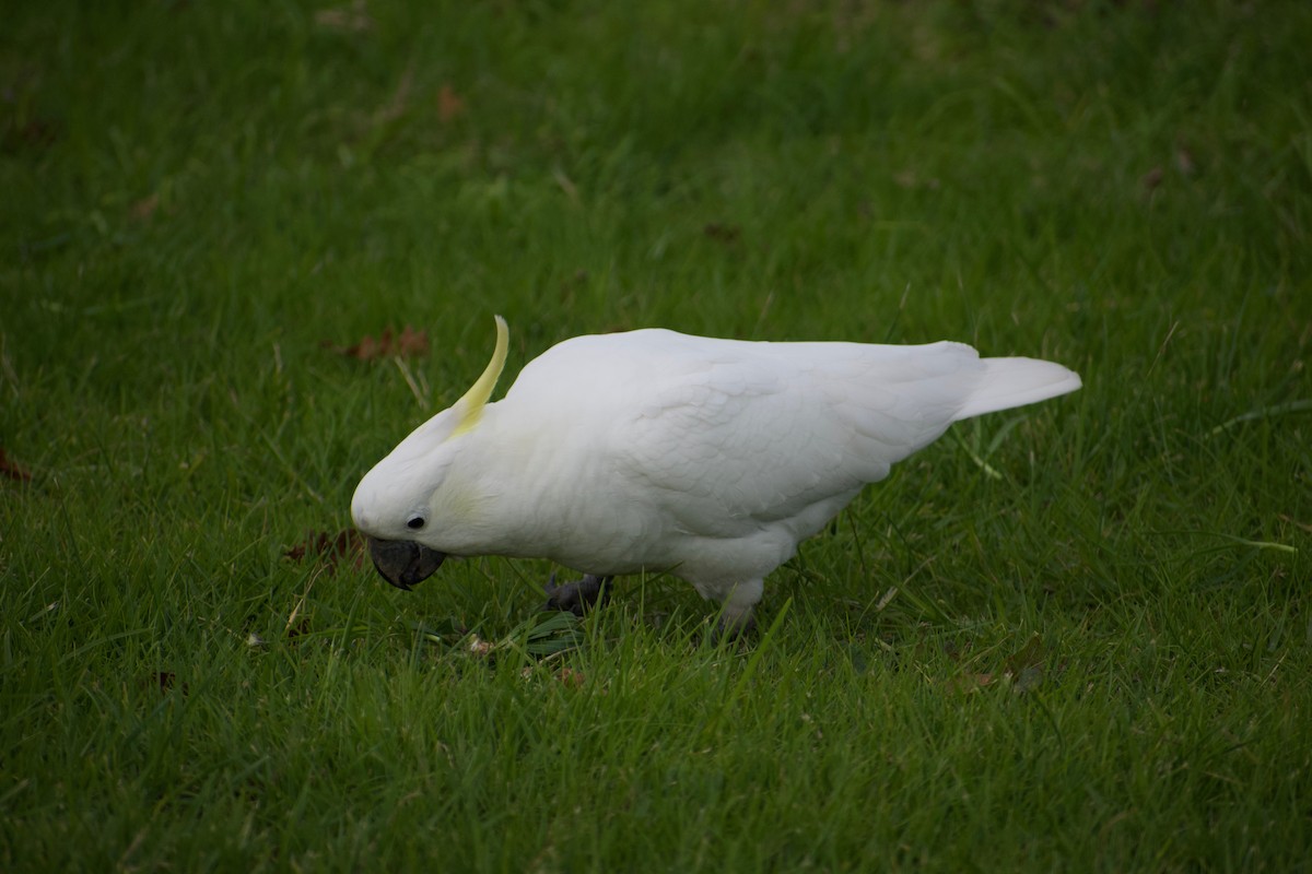 Sulphur-crested Cockatoo - ML459633151
